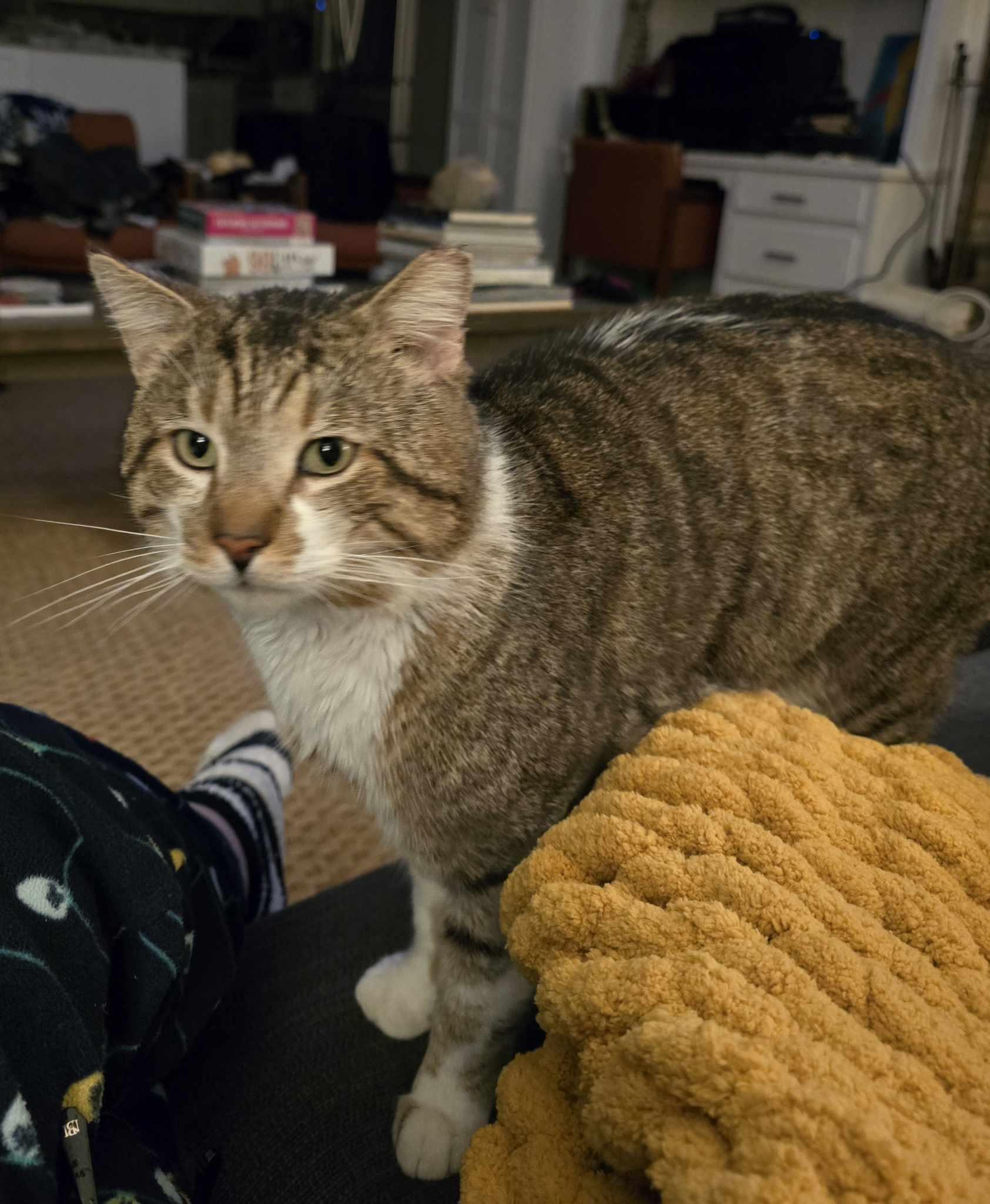 Ricky Bobby (FIV+), Adult Male Domestic Short Hair