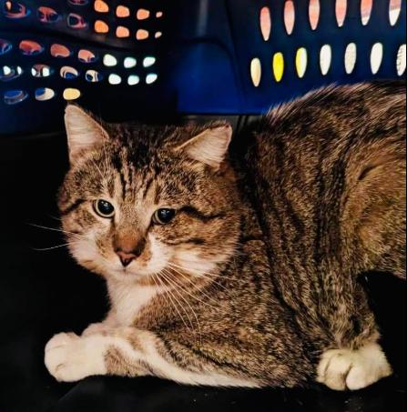 Ricky Bobby (FIV+) photo 4