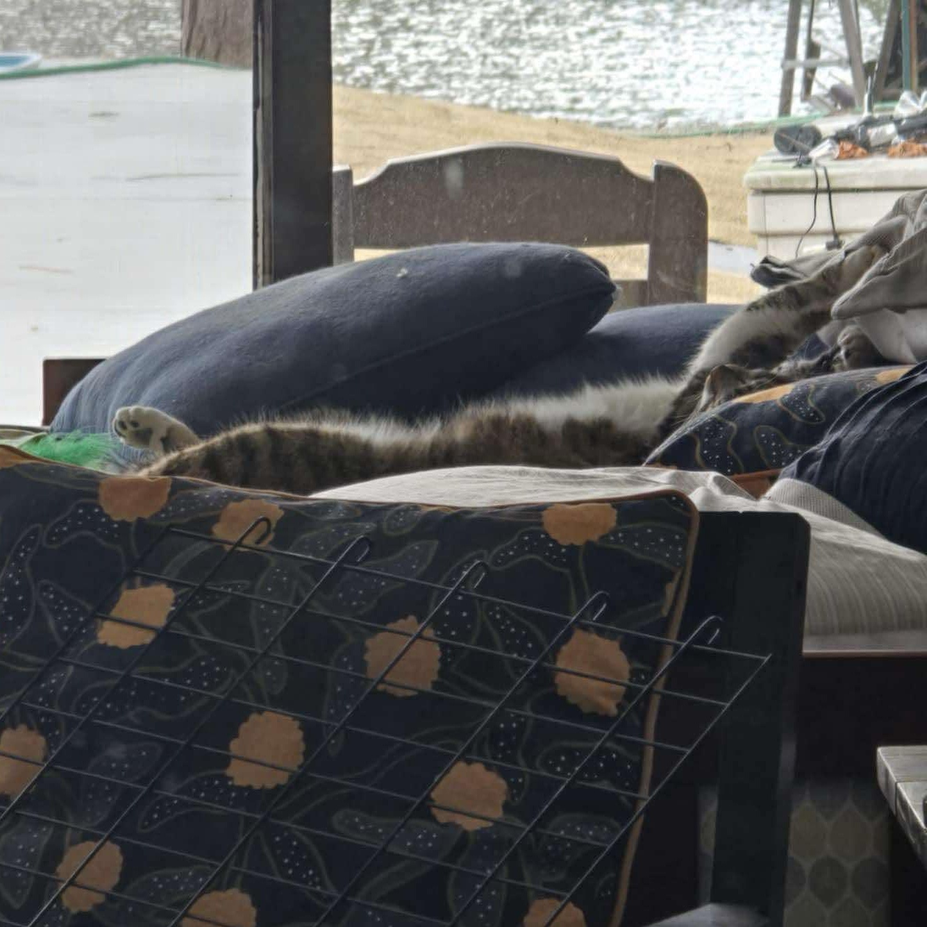 Ricky Bobby (FIV+) photo 3