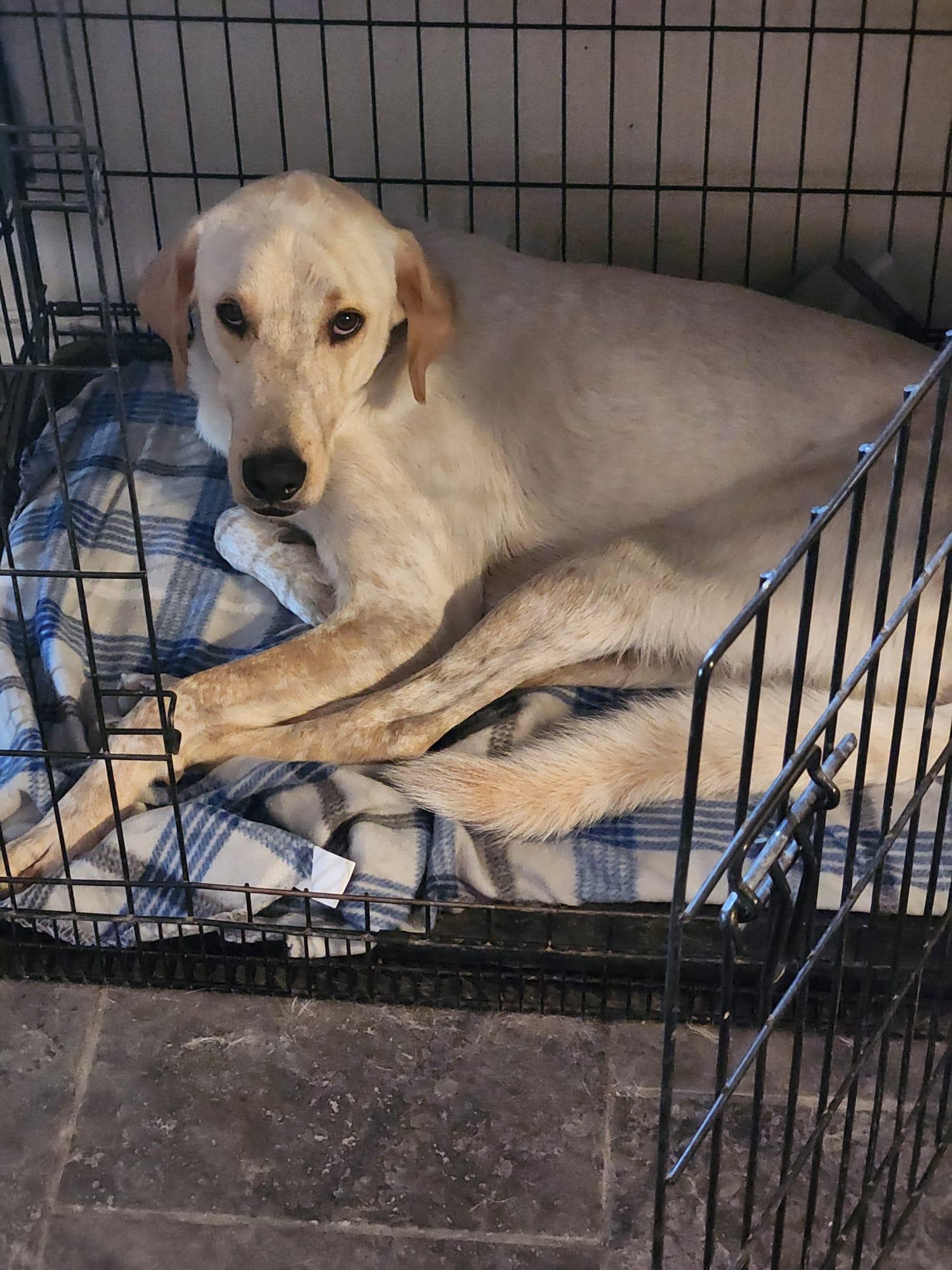 Enlarge Cooper, a Adoptable mixed breed in San Antonio, TX image 2/5