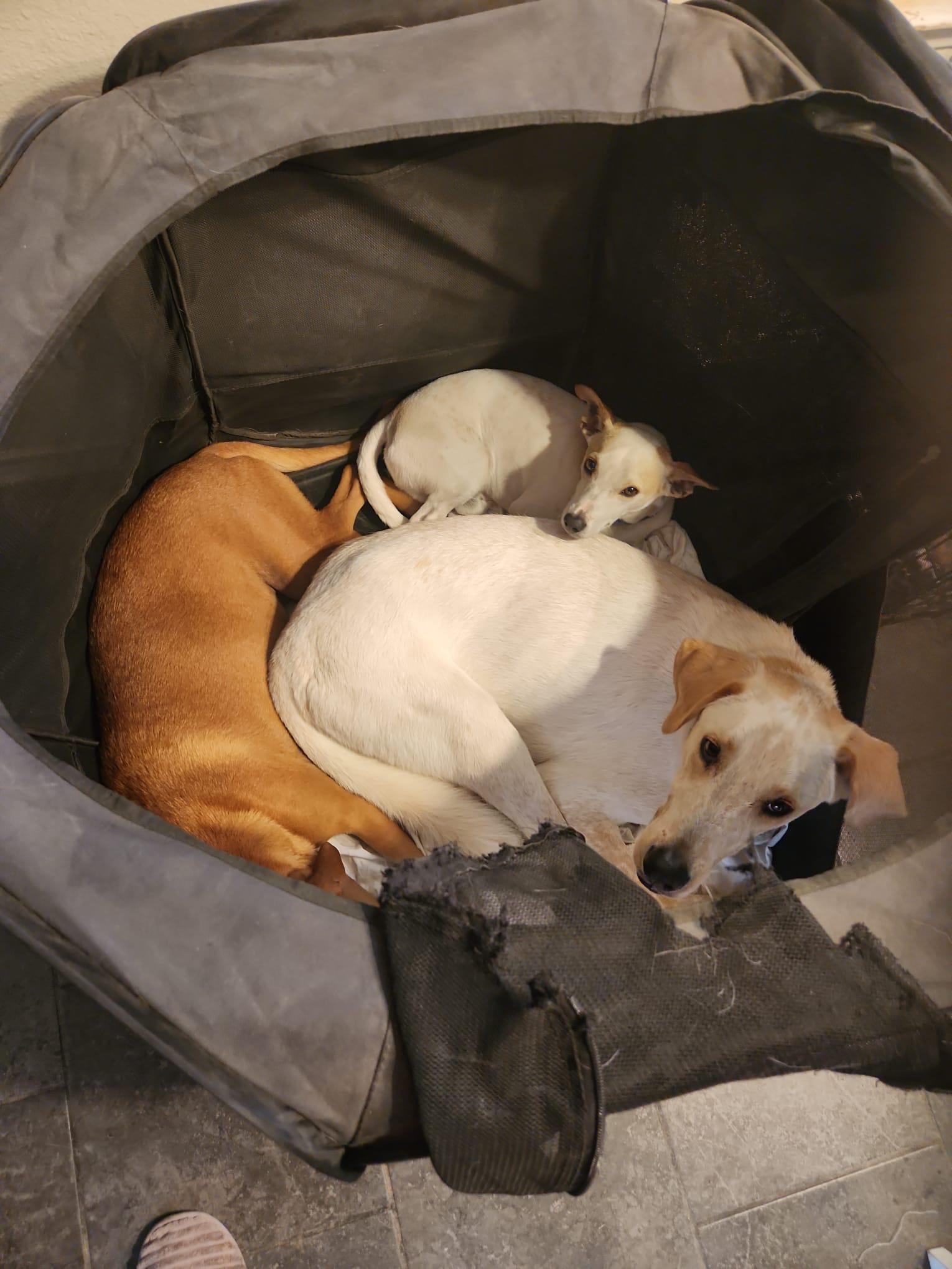 Enlarge Cooper, a Adoptable mixed breed in San Antonio, TX image 5/5