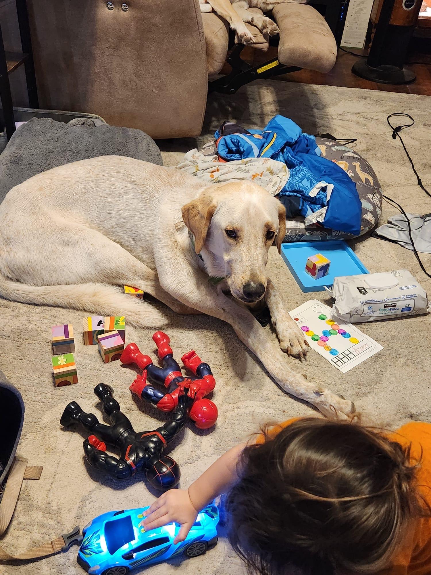 Enlarge Cooper, a Adoptable mixed breed in San Antonio, TX image 3/5