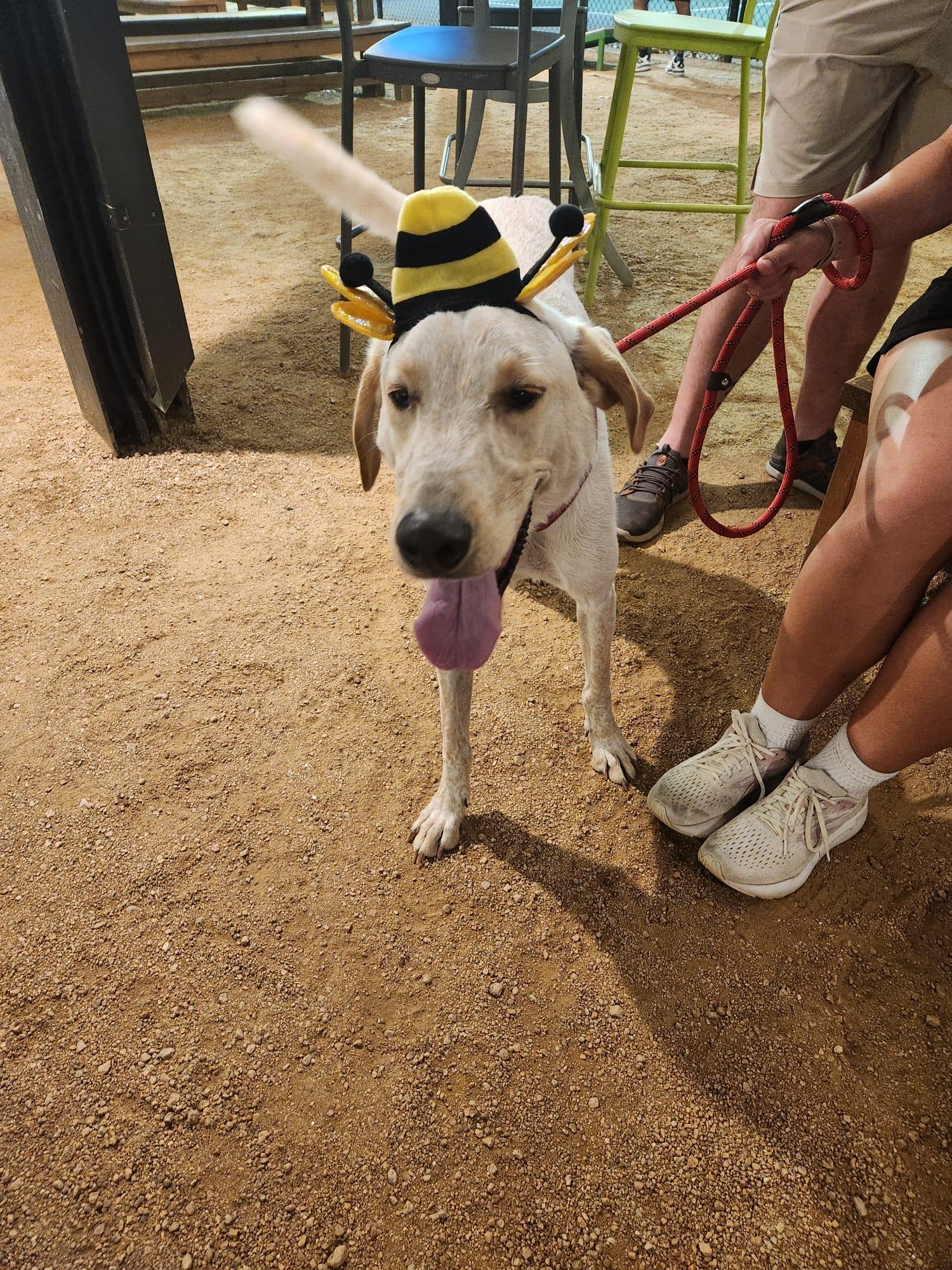 Enlarge Cooper, a Adoptable mixed breed in San Antonio, TX image 4/5