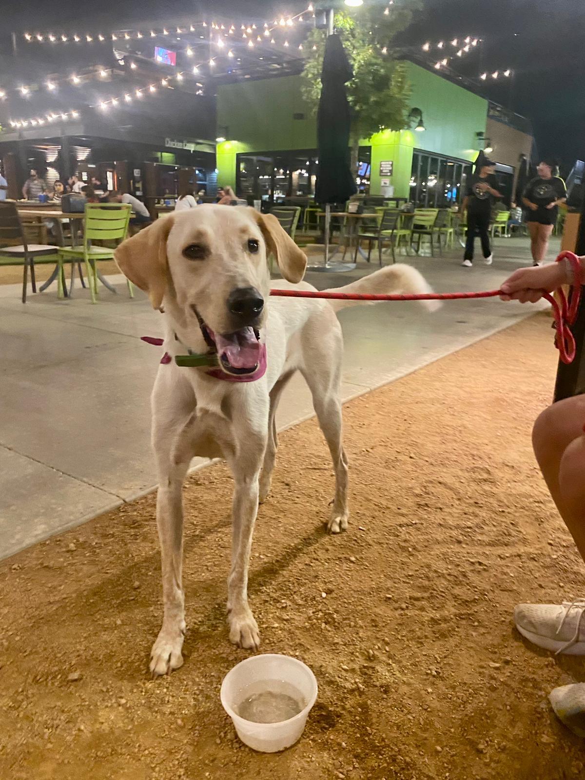Cooper, Adoptable, Adult Male Great Dane.