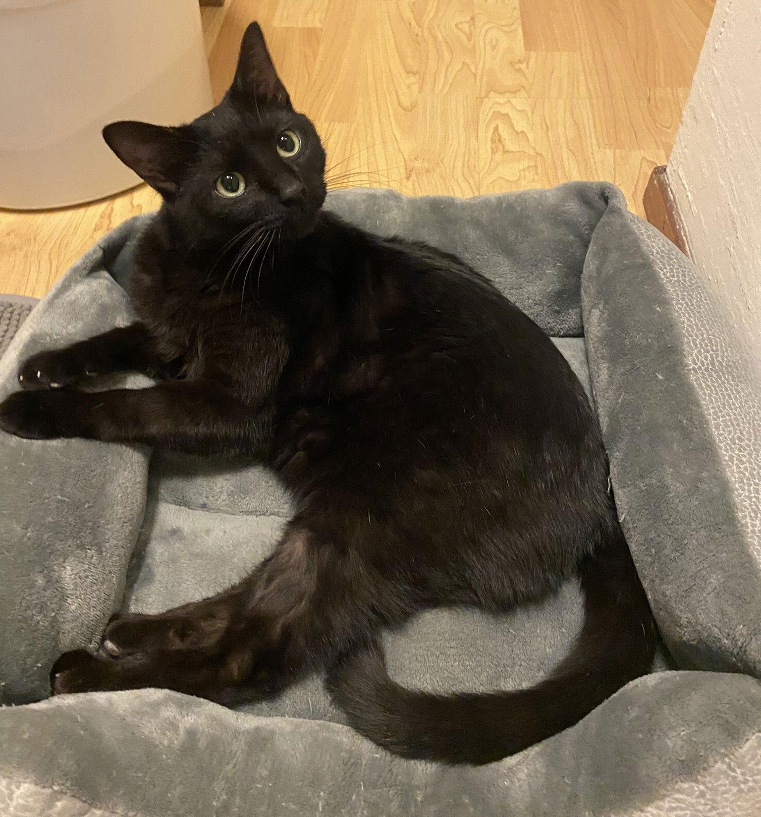 Enlarge Moxie (bonded with Breezy), a Adoptable Domestic Short Hair in Oakland, CA image 1/3