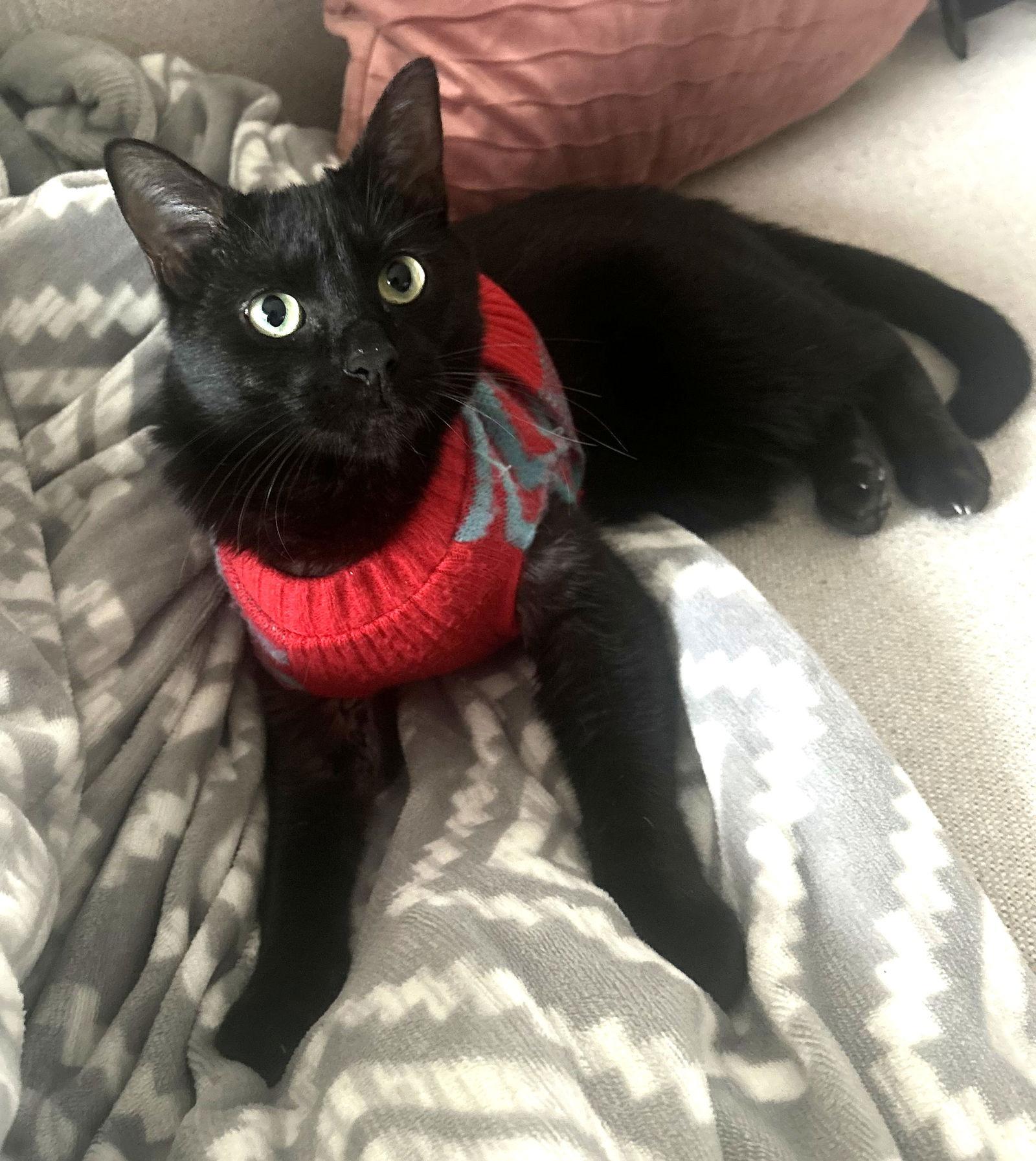 Enlarge Moxie (bonded with Breezy), a Adoptable Domestic Short Hair in Oakland, CA image 2/3