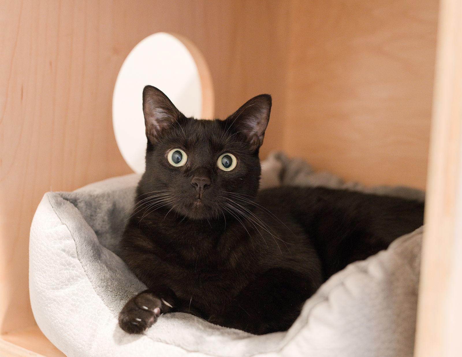 Enlarge Moxie (bonded with Breezy), a Adopted Domestic Short Hair in Oakland, CA image 3/3