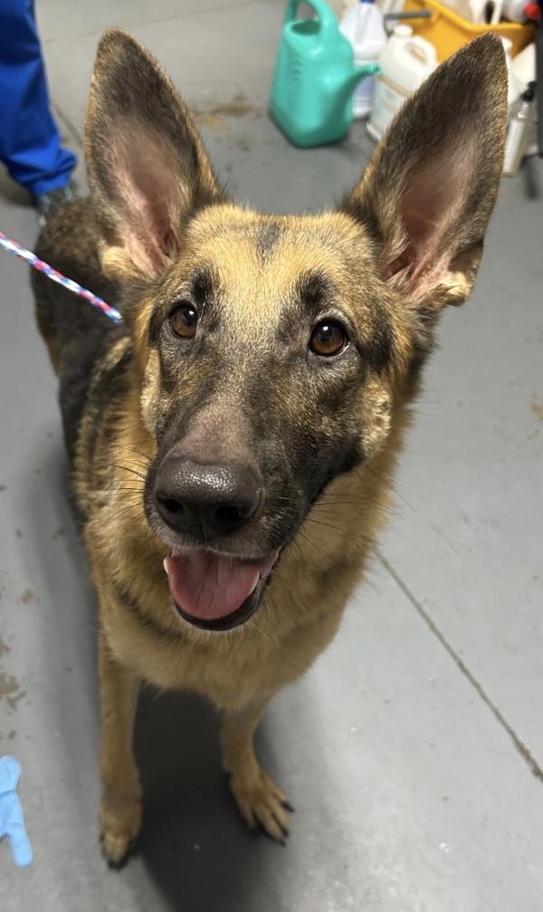 26-08-2303b Agatha, Adoptable, Adult Female German Shepherd Dog.