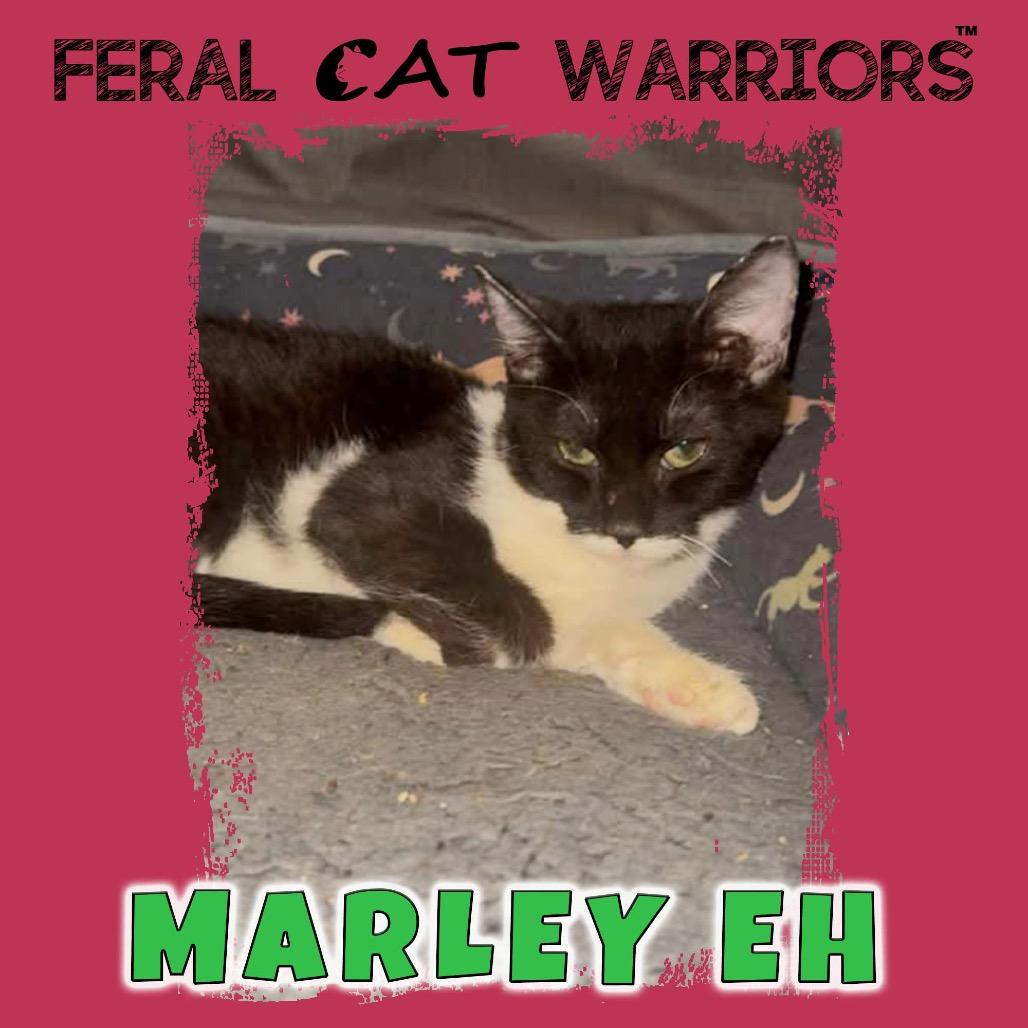 Marley EH, Adoptable, Young Female Domestic Short Hair.
