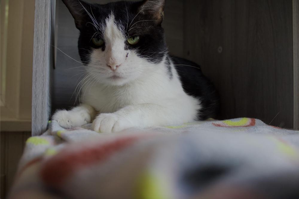 Enlarge Nevada, a Adoptable Domestic Short Hair in Wheaton, IL image 1/6