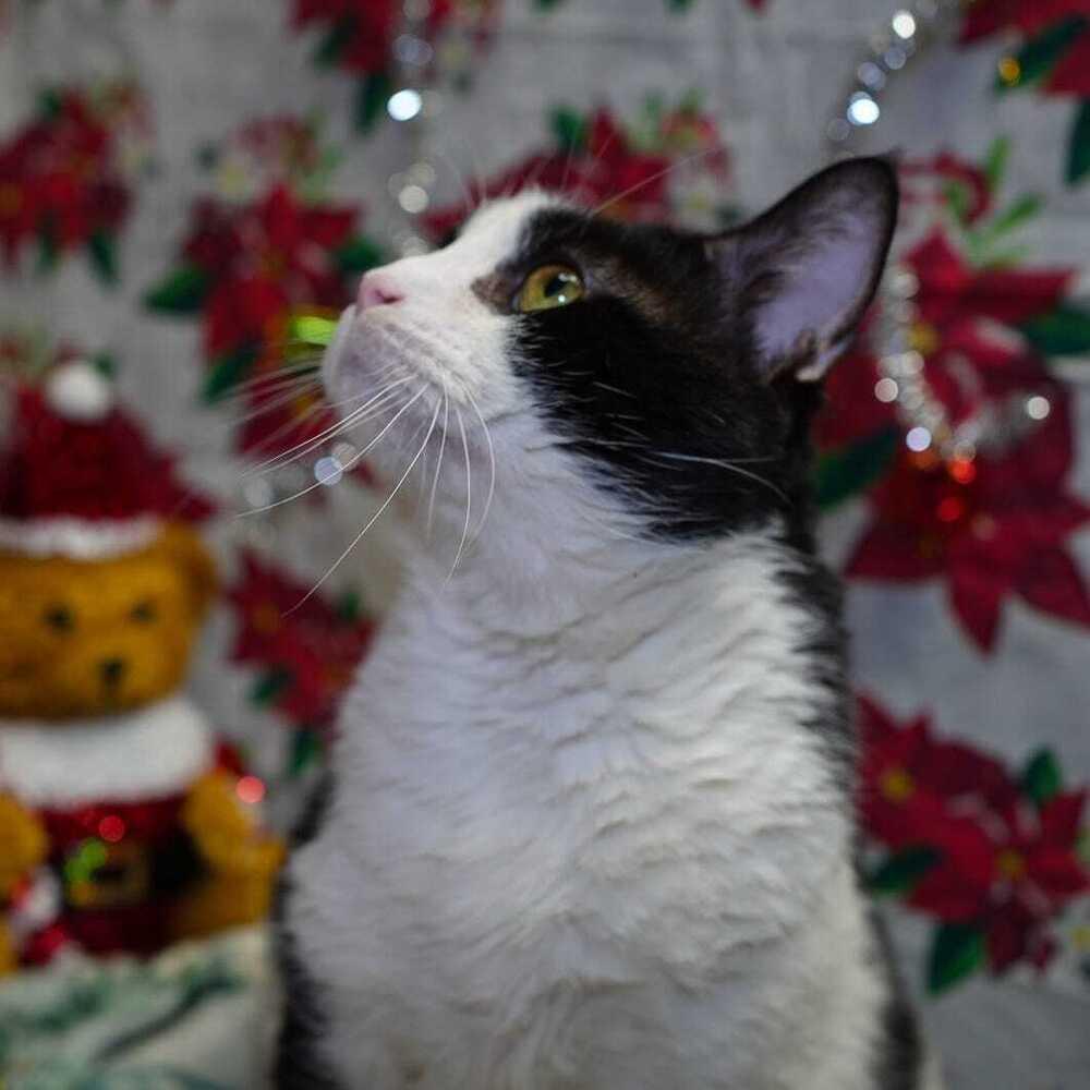 Enlarge Nevada, a Adoptable Domestic Short Hair in Wheaton, IL image 2/6