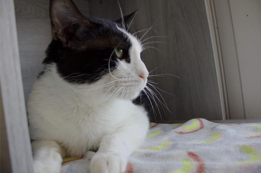 Enlarge Nevada, a Adoptable Domestic Short Hair in Wheaton, IL image 3/6