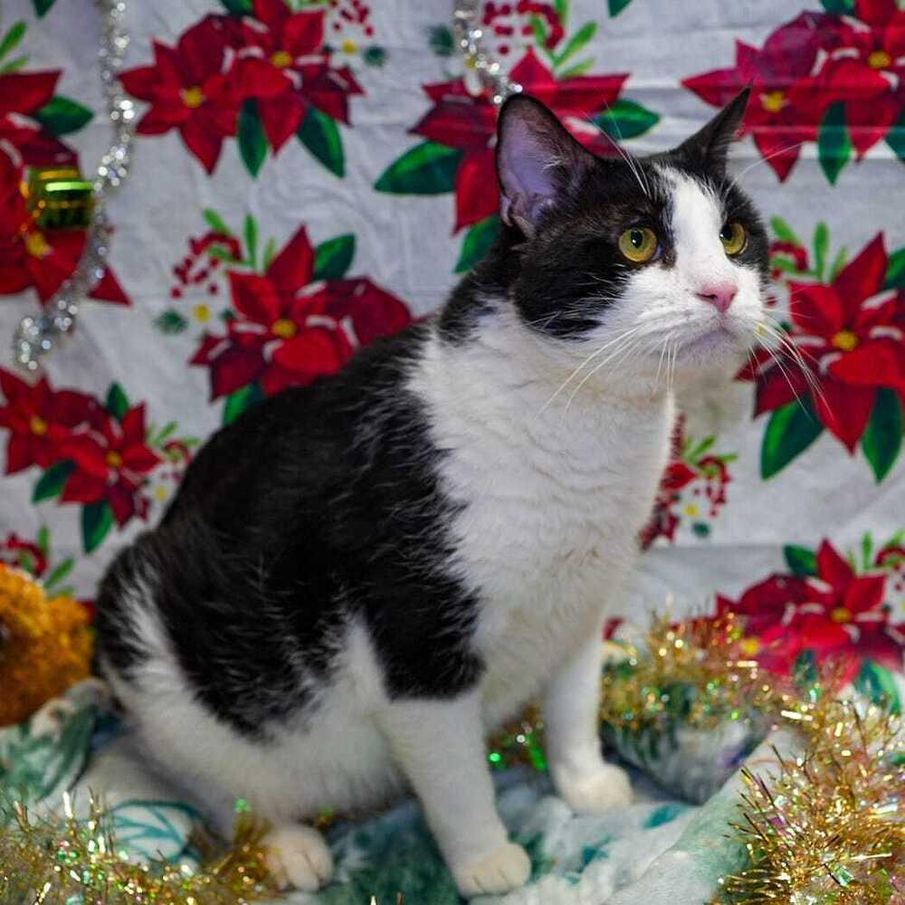 Enlarge Nevada, a Adoptable Domestic Short Hair in Wheaton, IL image 4/6