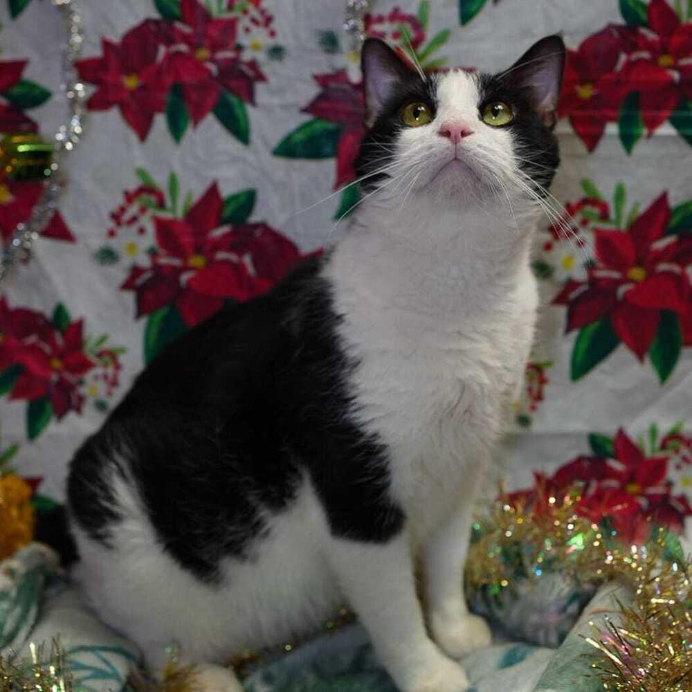 Enlarge Nevada, a Adoptable Domestic Short Hair in Wheaton, IL image 5/6