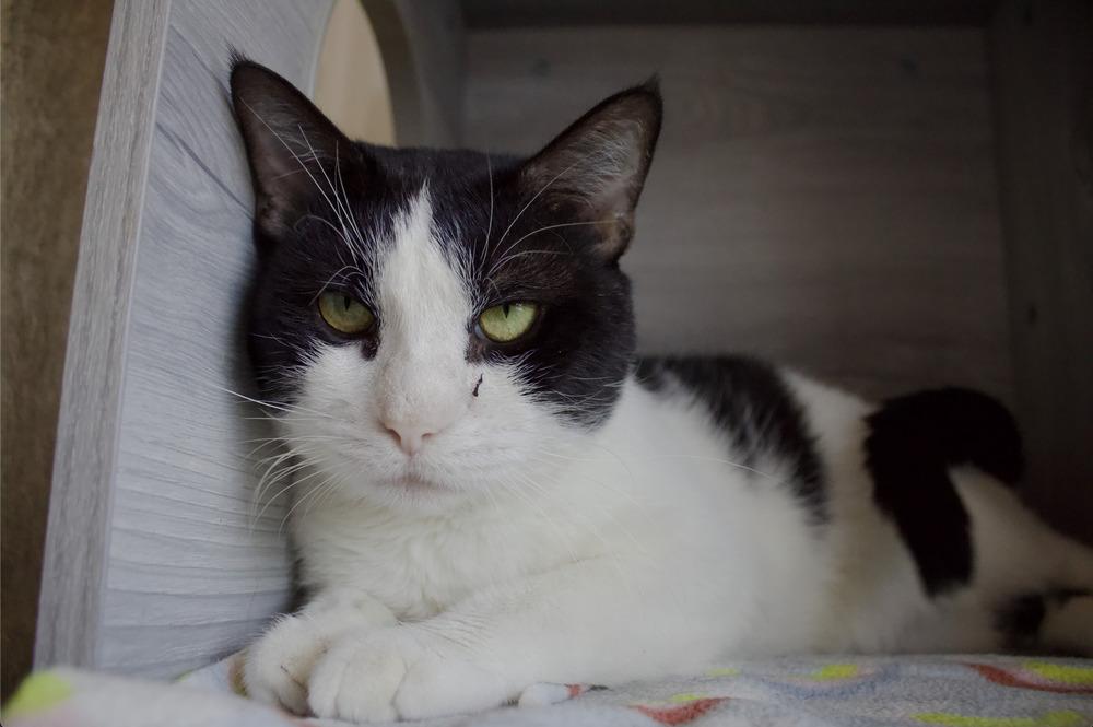 Enlarge Nevada, a Adoptable Domestic Short Hair in Wheaton, IL image 6/6