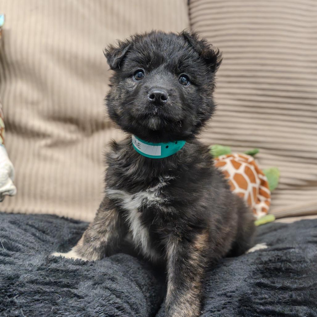 Caroline, Adoptable, Puppy Female Catahoula Leopard Dog & Husky.