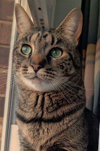 Enlarge Waffles, a Adoptable mixed breed in Fort Oglethorpe, GA image 1/3