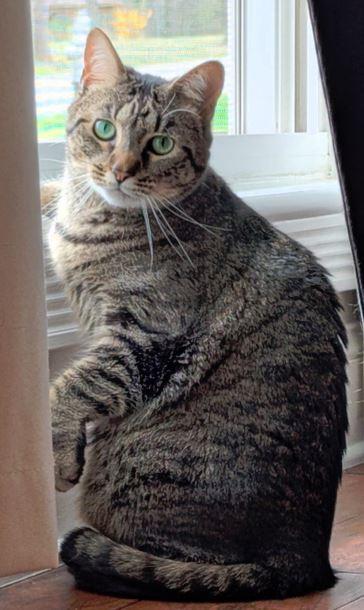 Enlarge Waffles, a Adoptable mixed breed in Fort Oglethorpe, GA image 3/3