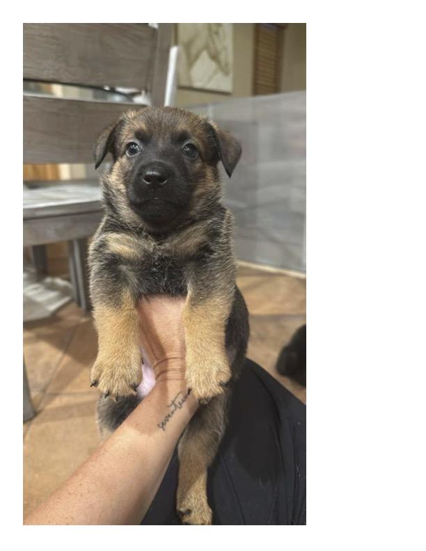 TICO, Adoptable, Puppy Female Belgian Shepherd / Malinois.