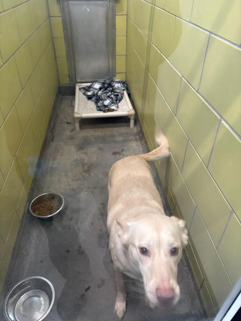 Lucy — thumbnail 4