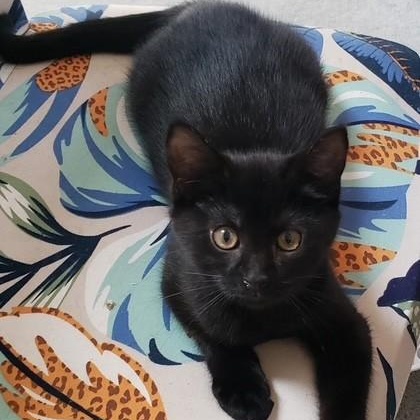 Photo of Dewdrop