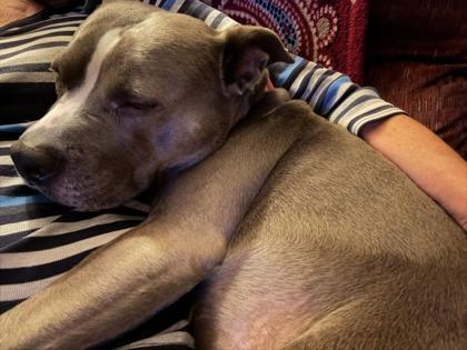 Miss Sissy (In Foster), Adoptable, Adult Female Pit Bull Terrier & Mixed Breed.