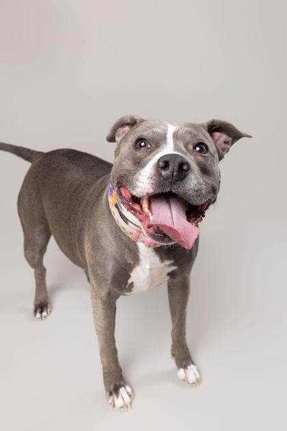 Miss Sissy (in foster), a Adoptable mixed breed in Fishers, IN image 1/3