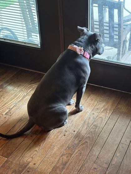 Miss Sissy (In Foster), Adoptable, Adult Female Pit Bull Terrier & Mixed Breed.