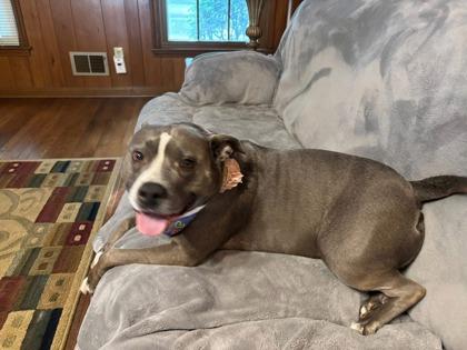 Miss Sissy (In Foster), a Adoptable mixed breed in Fishers, IN image 3/3