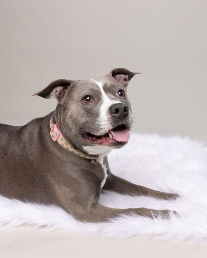 Miss Sissy (in foster), a Adoptable mixed breed in Fishers, IN image 3/3