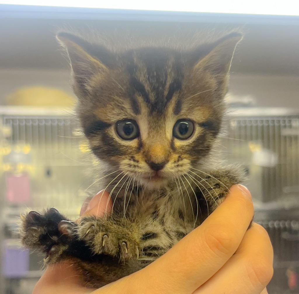 Horace, Adoptable, Kitten Male Domestic Short Hair.