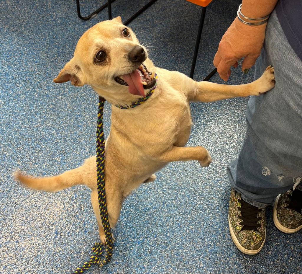 26-087 Wylie, Adoptable, Adult Male Chihuahua.