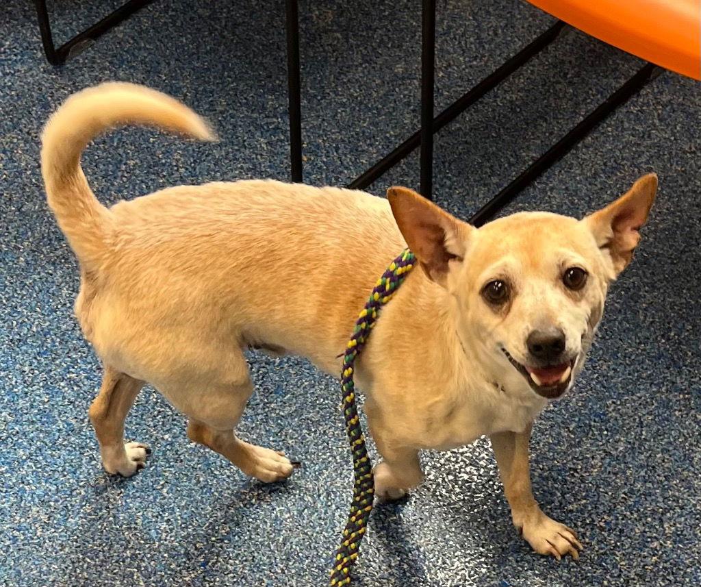 Enlarge 26-087 Wylie, a Adoptable Chihuahua in Tarboro, NC image 2/3