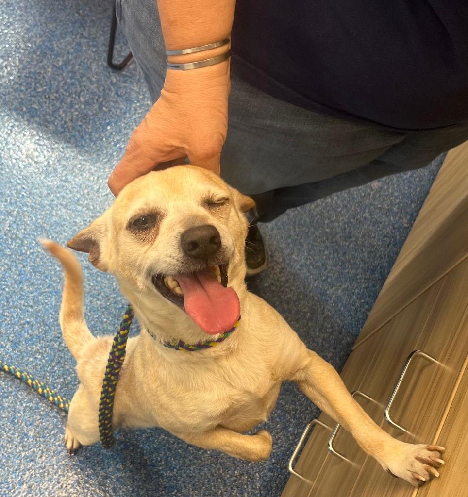 Enlarge 26-087 Wylie, a Adoptable Chihuahua in Tarboro, NC image 3/3