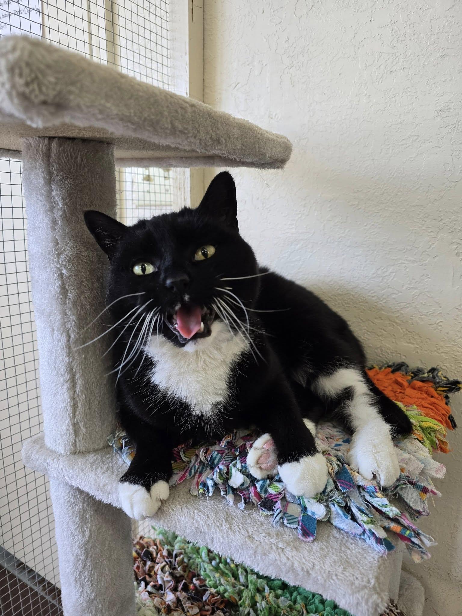 Mittens, a ADOPTABLE Domestic Short Hair in Prineville, OR image 2/2