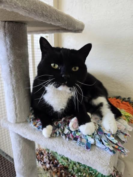 Mittens, ADOPTABLE, Senior Female Domestic Short Hair.