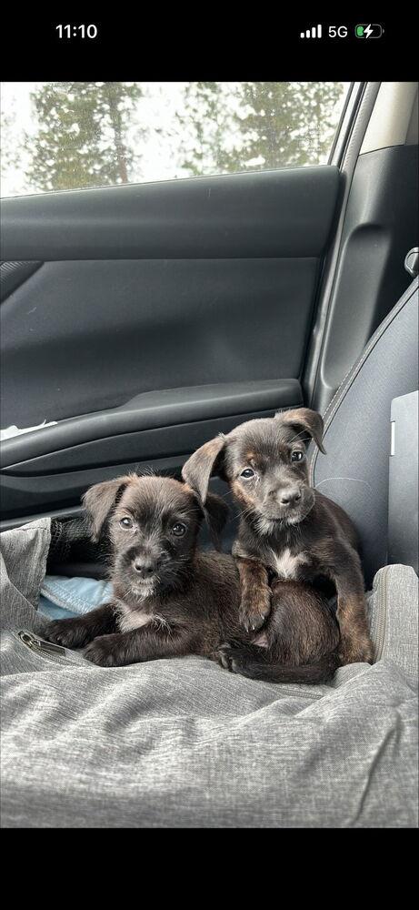 Naomi, Adoptable, Puppy Female Mixed Breed & Dachshund.