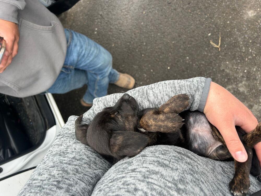 Enlarge Naomi, a Adoptable mixed breed in Spokane, WA image 3/5