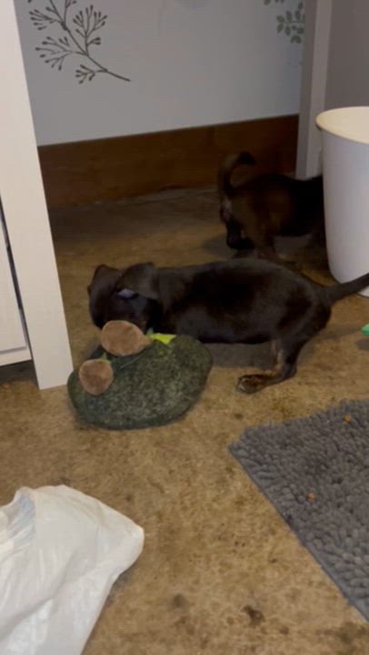 Enlarge Naomi, a Adoptable mixed breed in Spokane, WA video 5/5