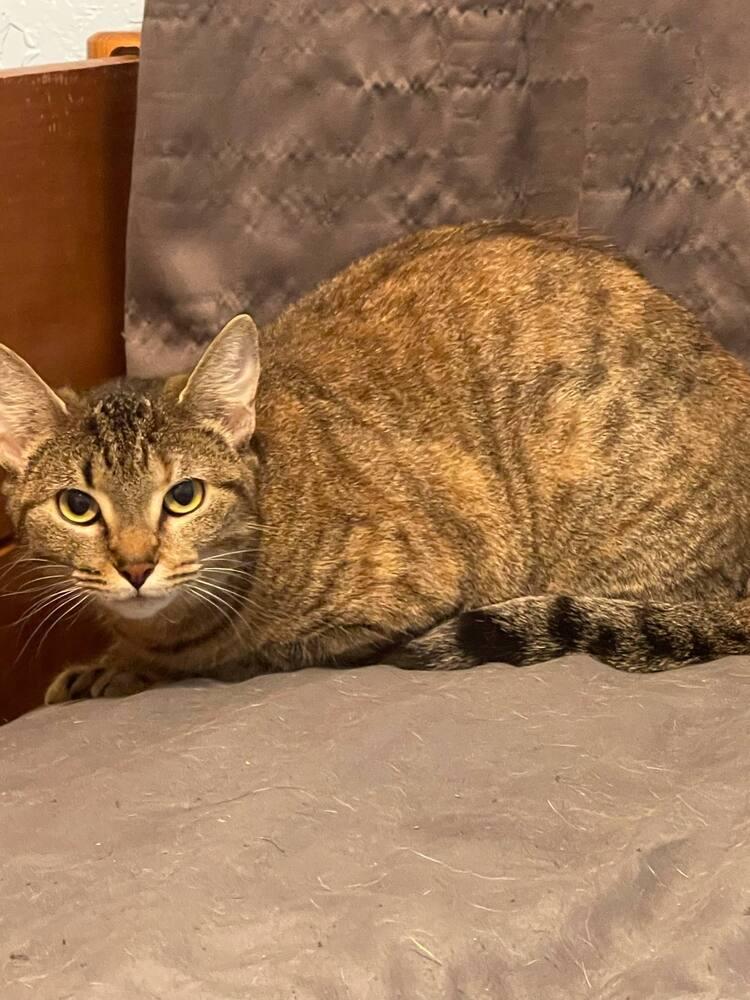 Almond, Adoptable, Young Female Domestic Short Hair.