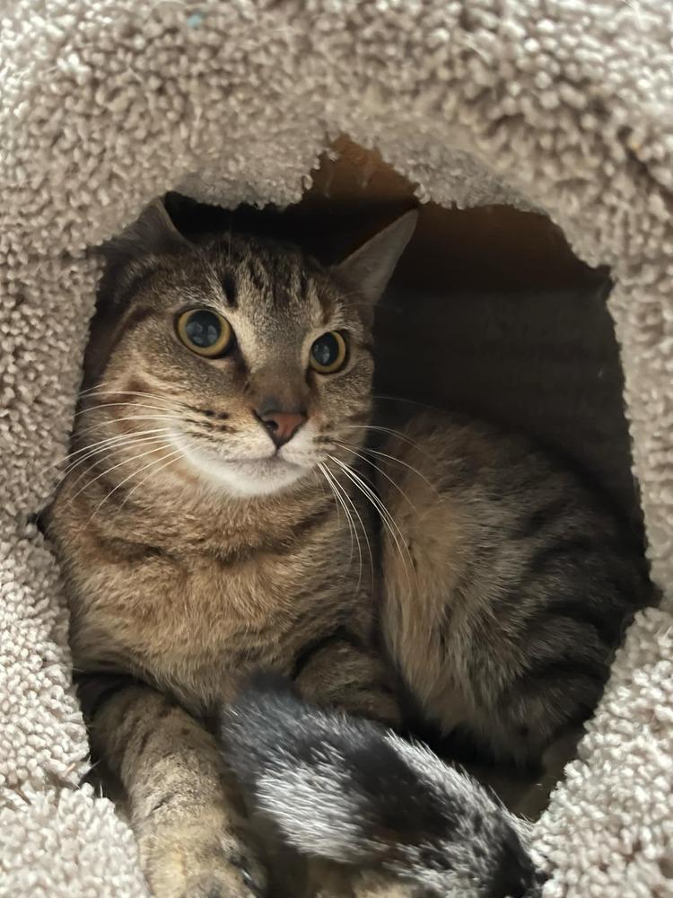 Enlarge Almond, a Adoptable mixed breed in Lone Oak, TX image 2/4