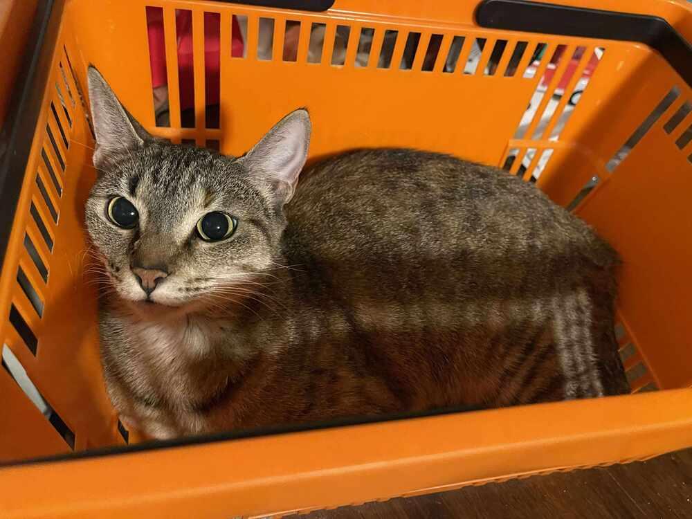 Almond, Adoptable, Young Female Domestic Short Hair.