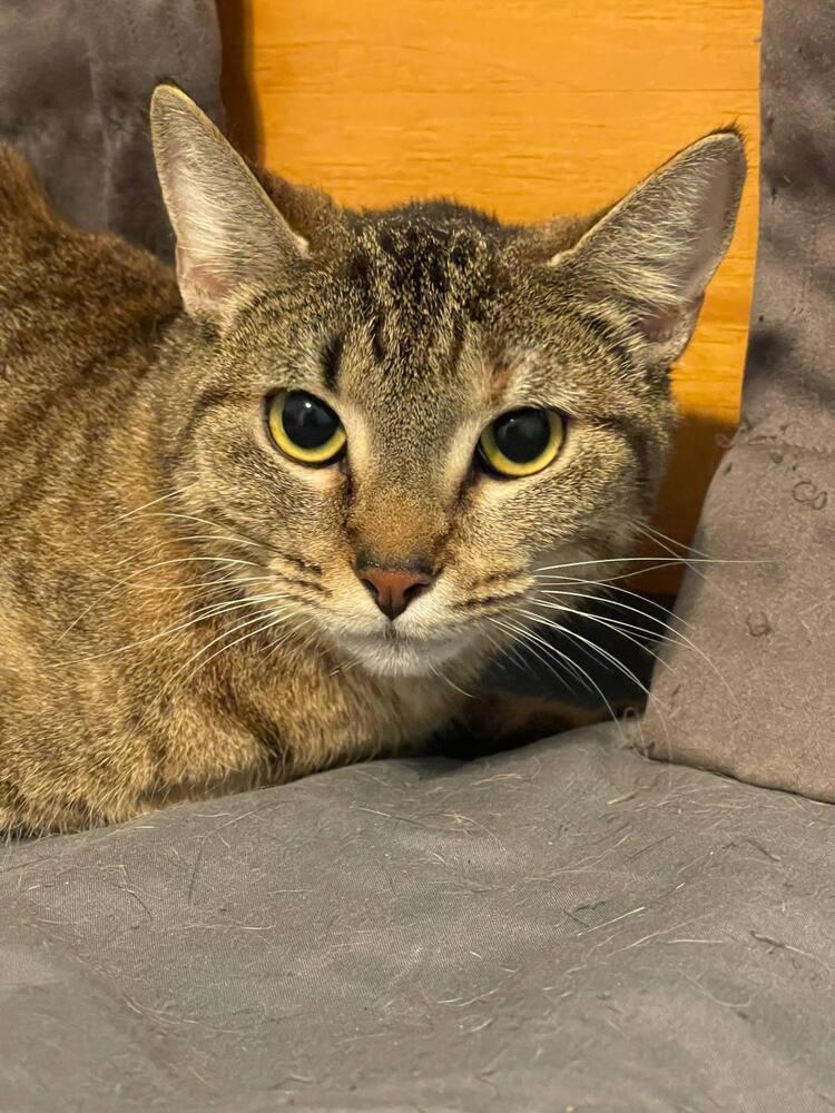 Enlarge Almond, a Adoptable mixed breed in Lone Oak, TX image 4/4