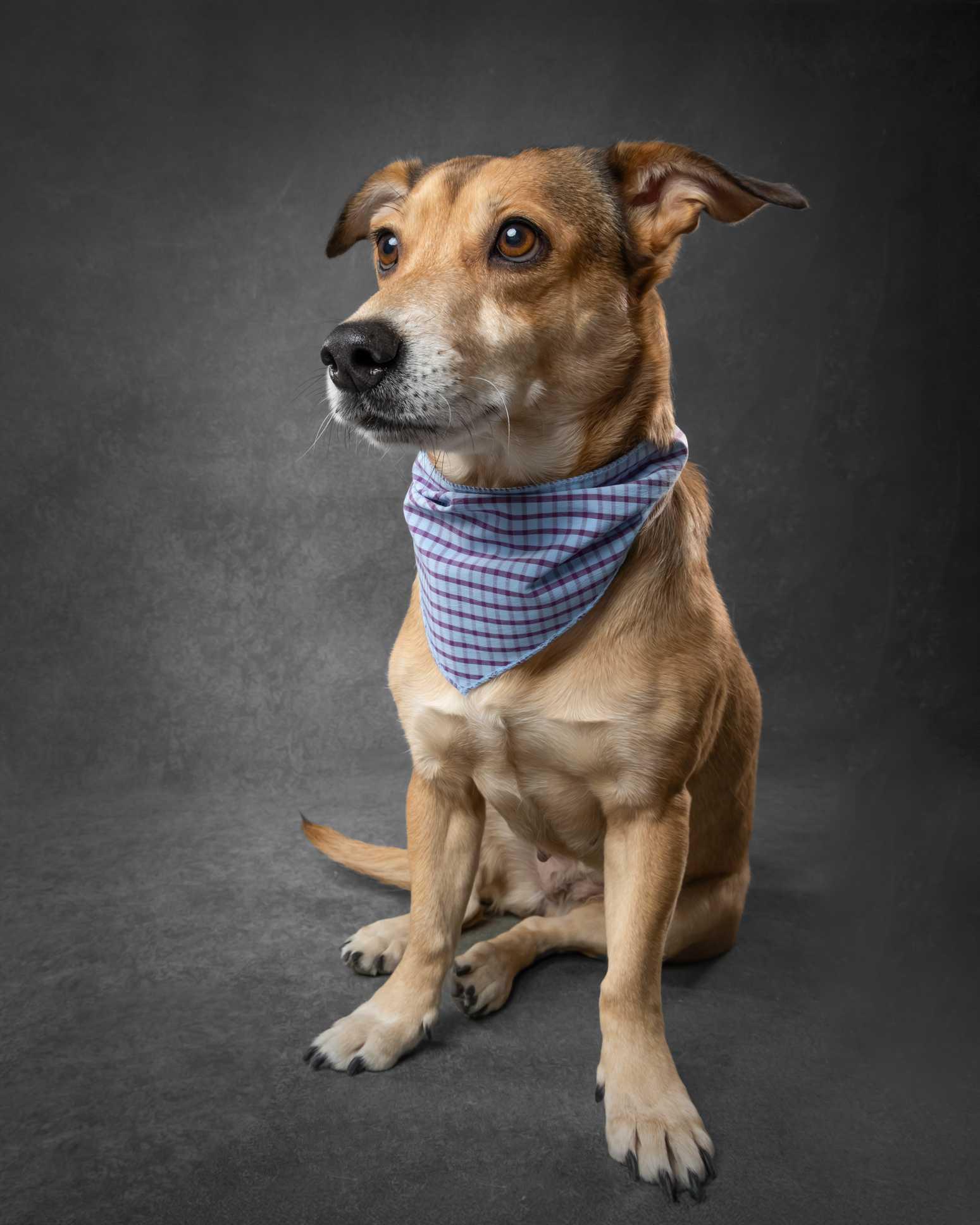 Enlarge CLEO, an adopted mixed breed in Ajax, ON image 2/4