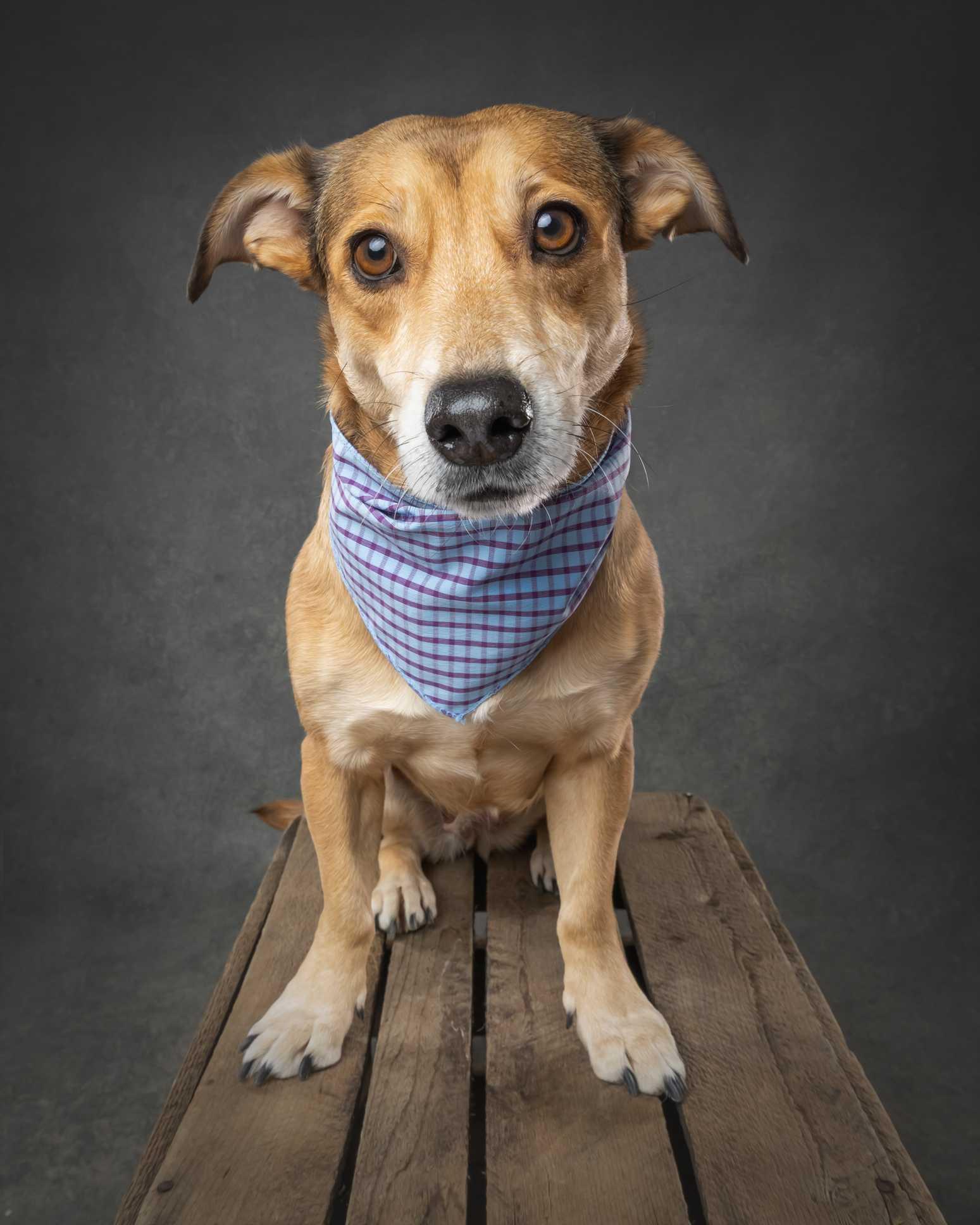 CLEO, adopted, Adult Female Mixed Breed.