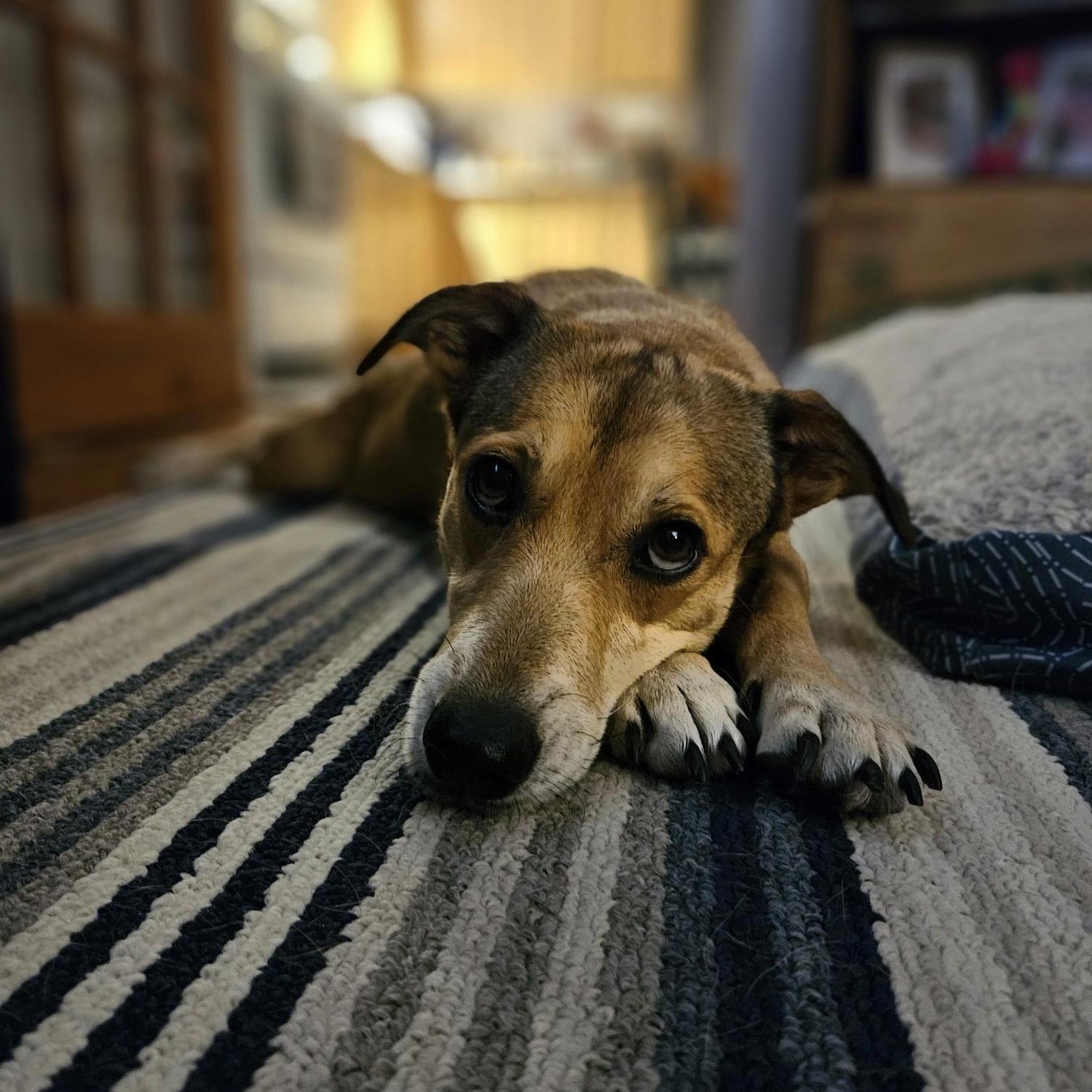 Enlarge CLEO, an adopted mixed breed in Ajax, ON image 3/4