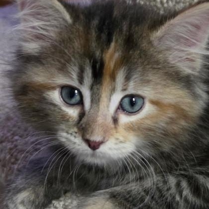 Thalia, Adoptable, Kitten Female Domestic Short Hair & Calico.