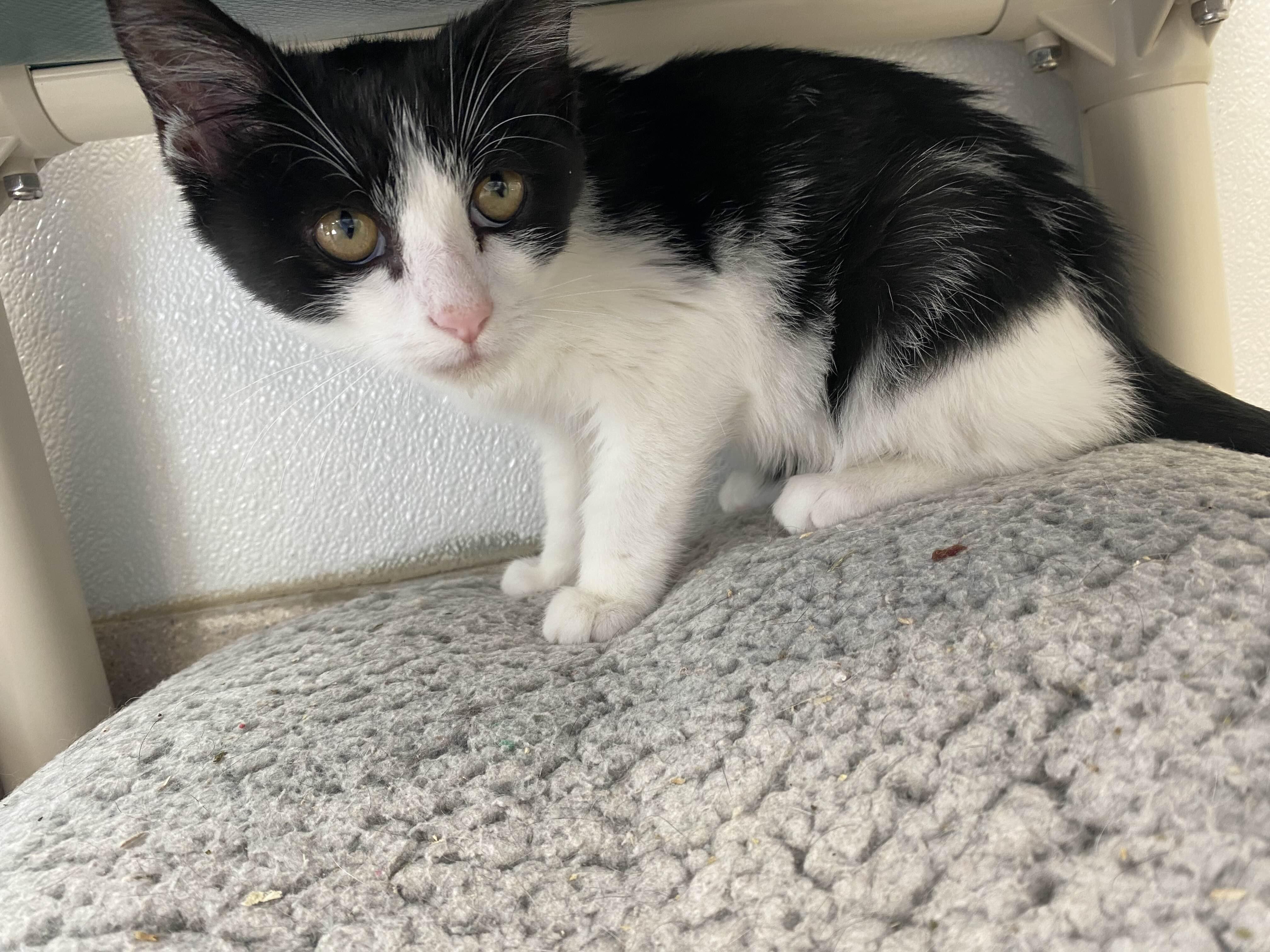 Jack O'Lantern - Sidekick