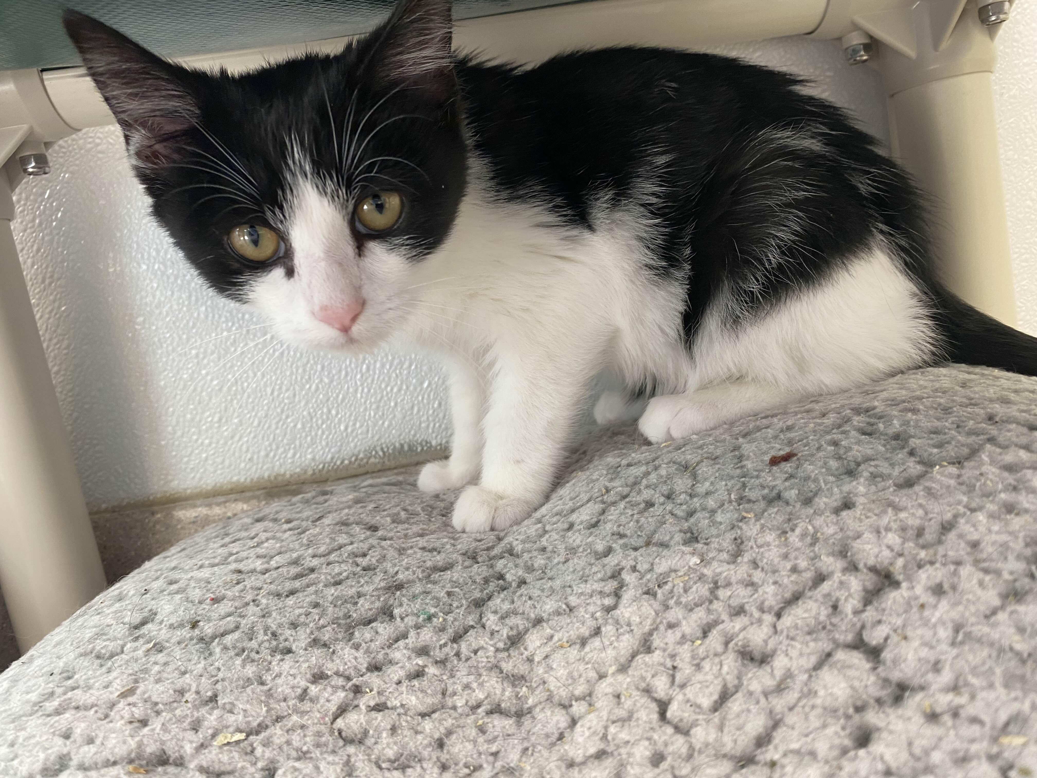 Jack O'Lantern - Sidekick