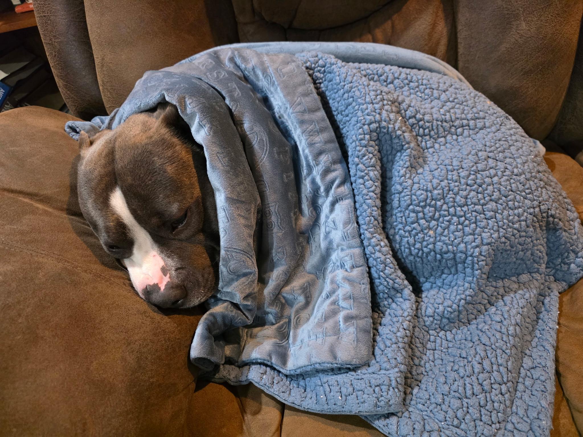 Enlarge Riggs, a ADOPTABLE mixed breed in Oceanside, CA image 2/5